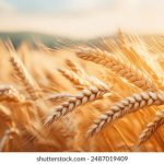 终点论坛密码:揭秘终点论坛的安全策略与使用技巧 4ncg0bo