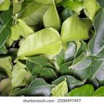 畅享影视森林:免费观看最新热门影视作品 5r6yoq00