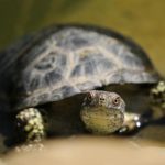 畅享无广告体验:mangabz漫画版全新升级 b5inkpno9