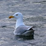 畅享扑克游戏在线玩,体验刺激与乐趣的完美结合 e5trxyat