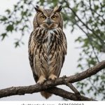 绿色小导航发布页:为您提供便捷环保的网络导航体验 mhnmyd